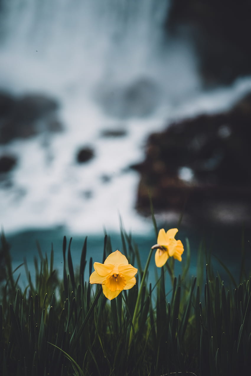 Flowers, Grass, Narcissussi, Blur, Smooth HD phone wallpaper