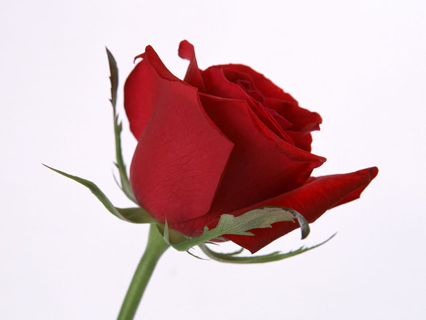 Роза, бодли, стъбло, хубава, червена HD тапет