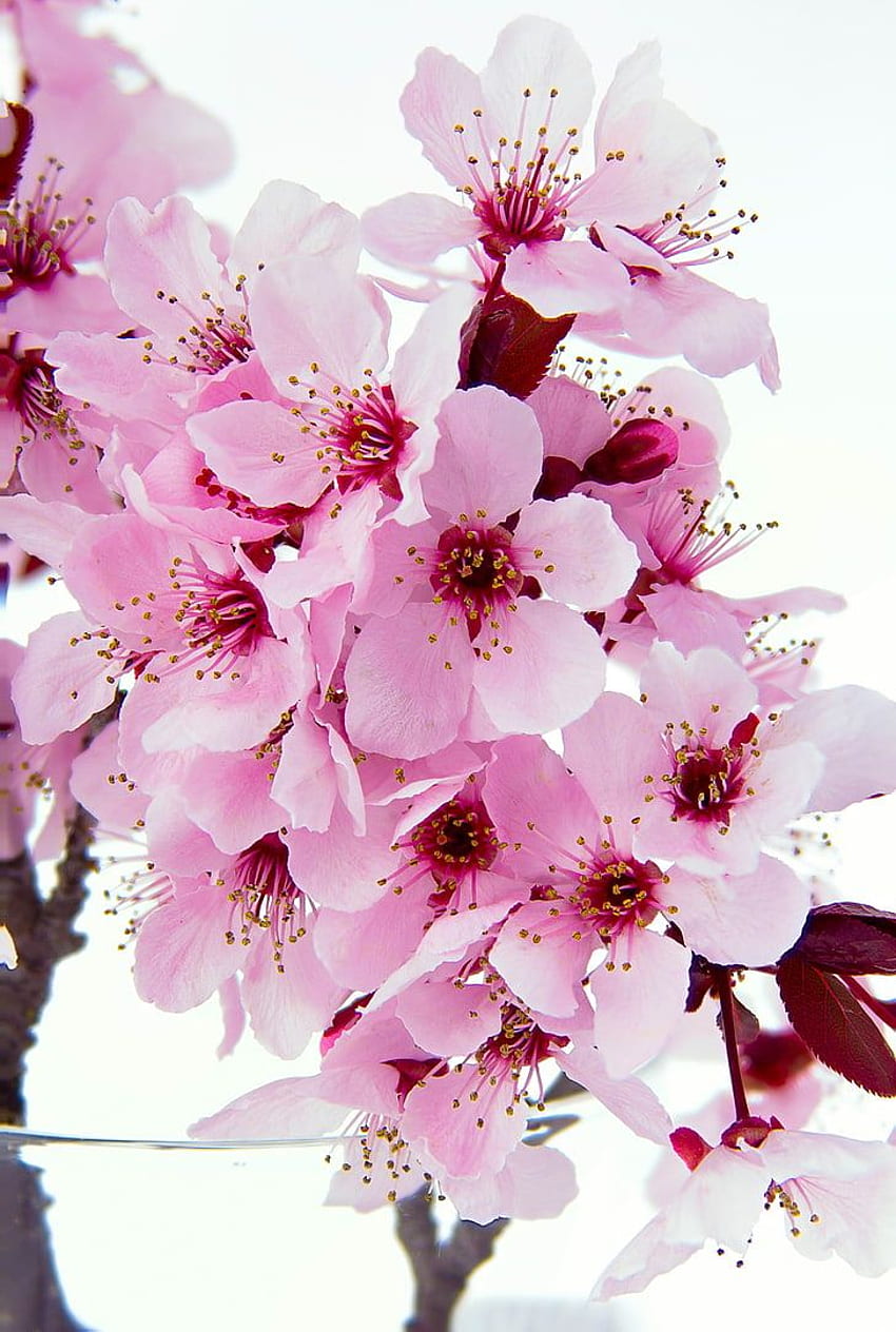 : telefon z kwiatem wiśni , kwiatek, kolor różowy, Roślina Tapeta na telefon HD