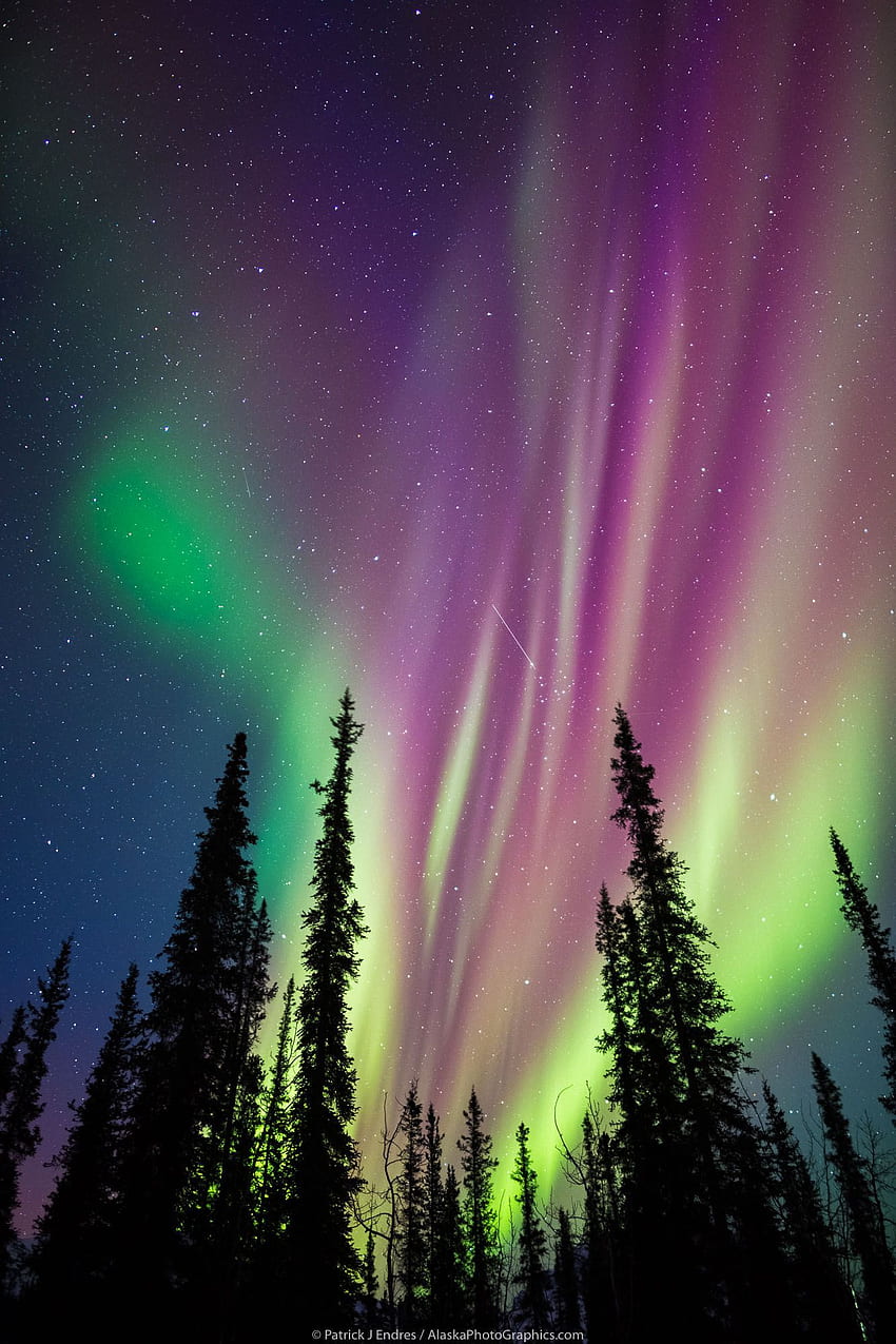 Alaska aurora borealis turları. Kuzey ışıkları, Kuzey ışıkları grafiği, Kuzey ışıkları boyama, Mor Kuzey Işıkları HD telefon duvar kağıdı