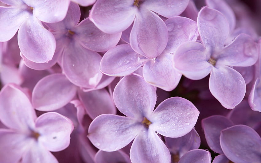 Flowers, Lilac, Drops, Macro HD wallpaper