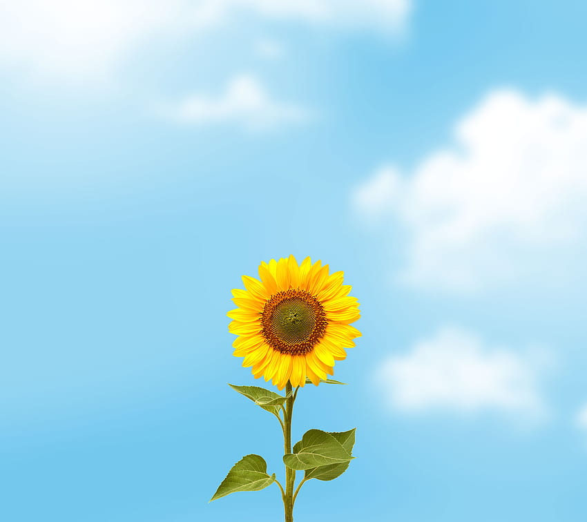 Sun flower, cloud, sky HD wallpaper