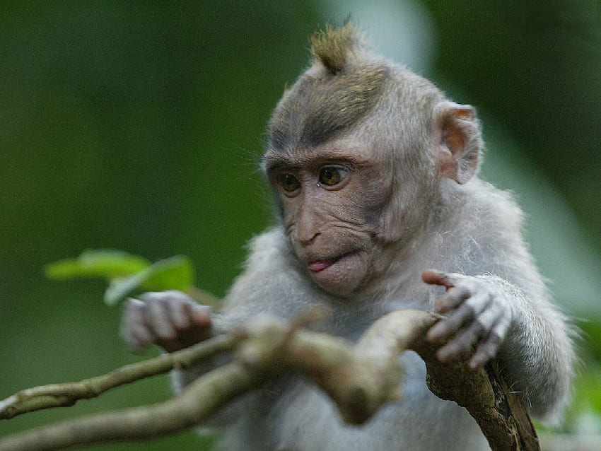 LITTLE MONKEY!, outro, macaco, resumo, animais papel de parede HD