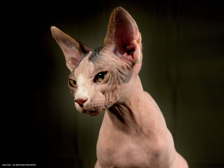 young hairless sphinx cat. sphynx cat HD wallpaper