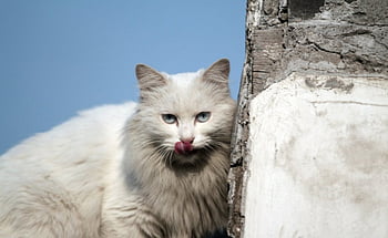 Cute cat, cute, cat, white, animals HD wallpaper