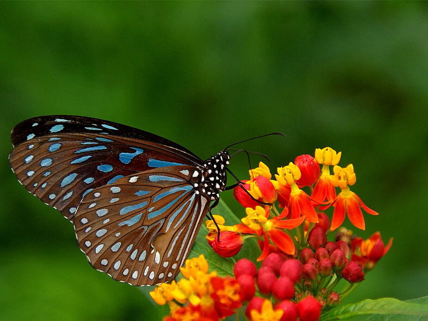 Clovisso Gallery: Butterfly Background HD wallpaper