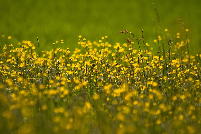 บัตเตอร์คัพ ทุ่งดอกไม้ สีเหลือง ทุ่งหญ้า พืช วอลล์เปเปอร์ HD