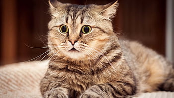 HD wallpapers Mèo: Sự đáng yêu và nghịch ngợm của những chú mèo sẽ trở nên sống động hơn bao giờ hết với những bức ảnh HD wallpapers Mèo đẹp lung linh. Chúng rất thích hợp để trang trí cho màn hình điện thoại hoặc máy tính của bạn. Hãy xem ngay để tìm được bức ảnh ưa thích của mình.