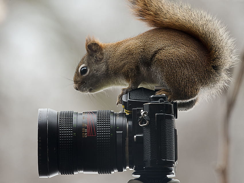 Animais, Esquilo, Sentar, Câmera, Curiosidade papel de parede HD