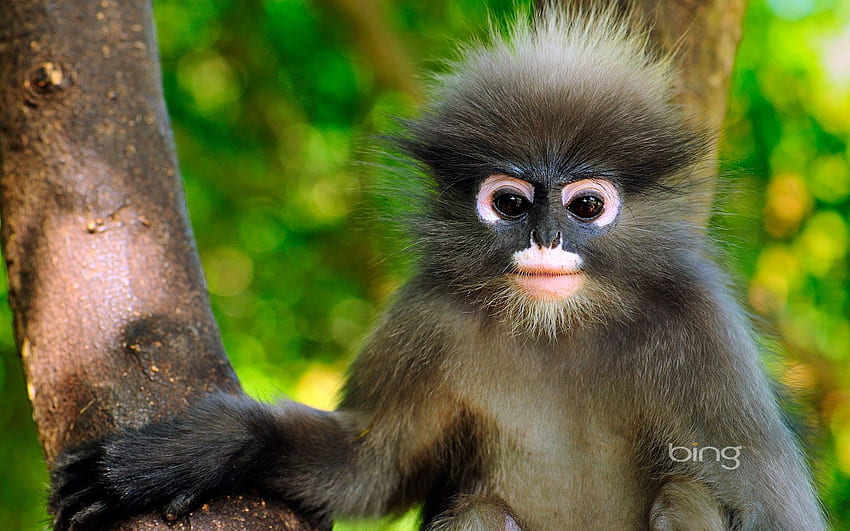 zabawna małpa Tapeta HD
