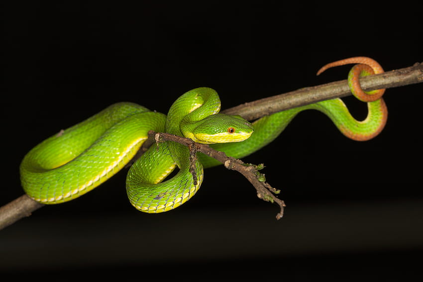 PIT VIPER, wąż, żmija, gad, zielony Tapeta HD