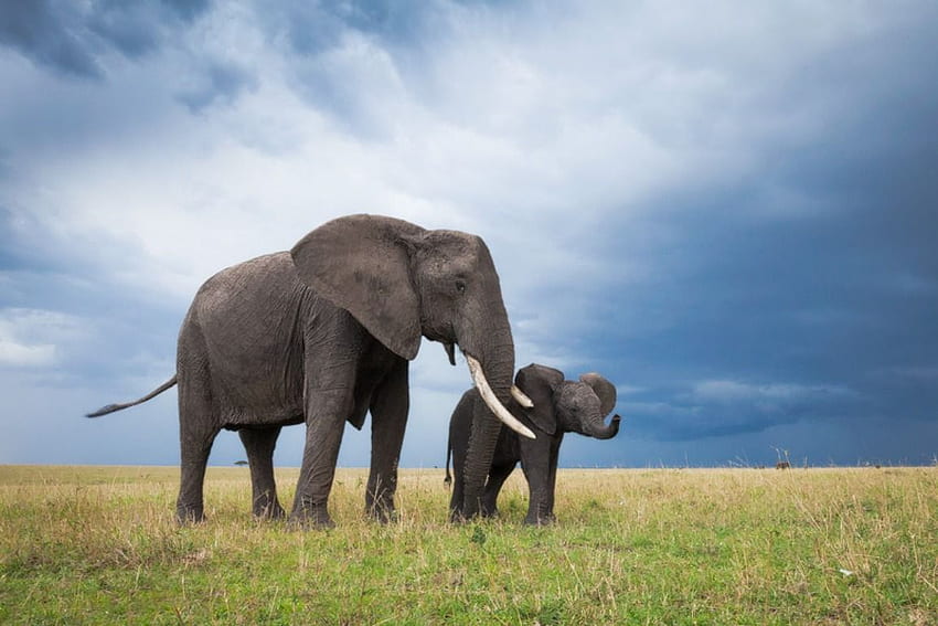 lindos fondos de pantalla de elefante bebé