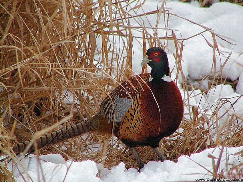 Pheasant , Pheasant Background untuk PC - Kualitas, Perburuan Pheasant Wallpaper HD