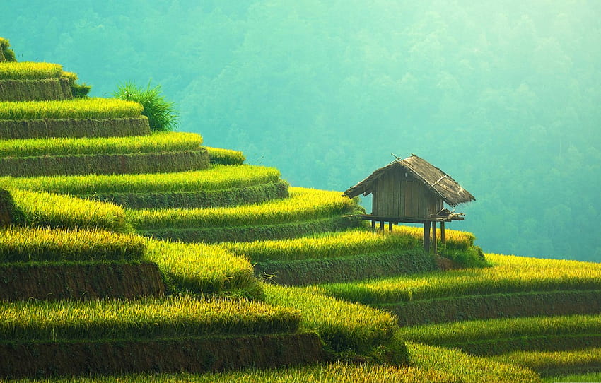 Asia, house, terrace, rice fields for , section пейзажи, Paddy Field HD wallpaper