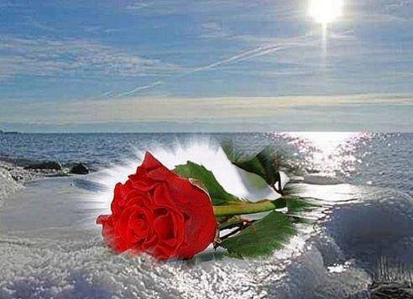 червена роза на плажа, море, природа, червена роза, плаж HD тапет
