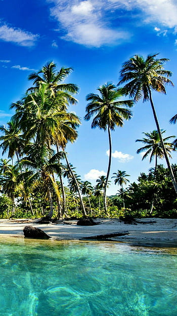 Water Palm Trees Tropical Fiji Beach Blue Beaches HD wallpaper | Pxfuel