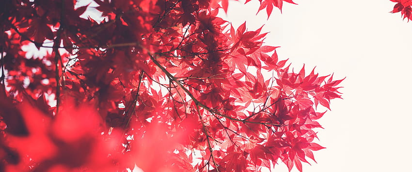 Shades of Red 21:9 . Ultrawide Monitor 21:9 HD wallpaper