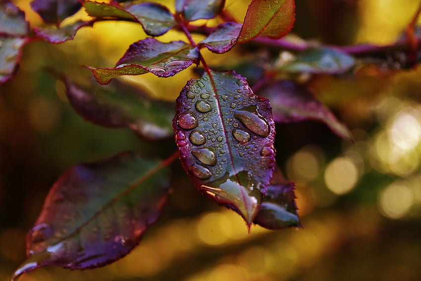 Leaves, Drops, Plant, Macro, Blur, Smooth, Dew HD wallpaper