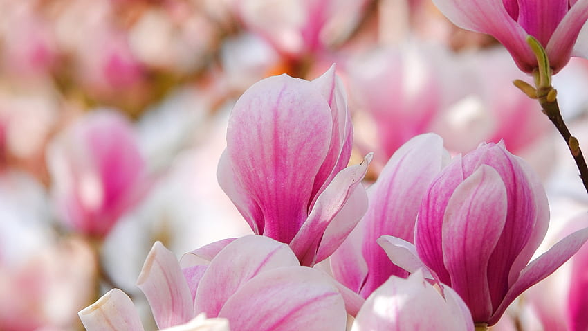 Magnolias, pink, spring, magnolia, flower, white HD wallpaper