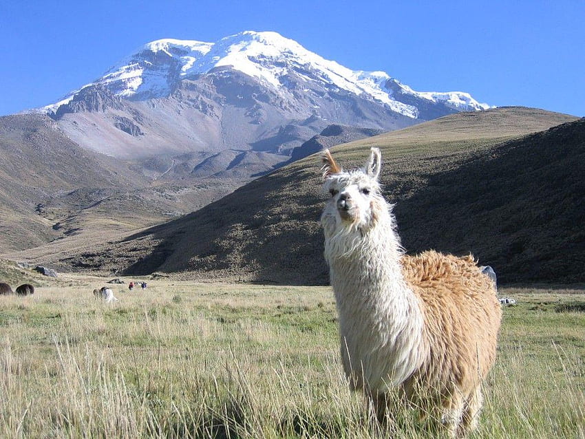 Llamas, Baby Llama HD wallpaper