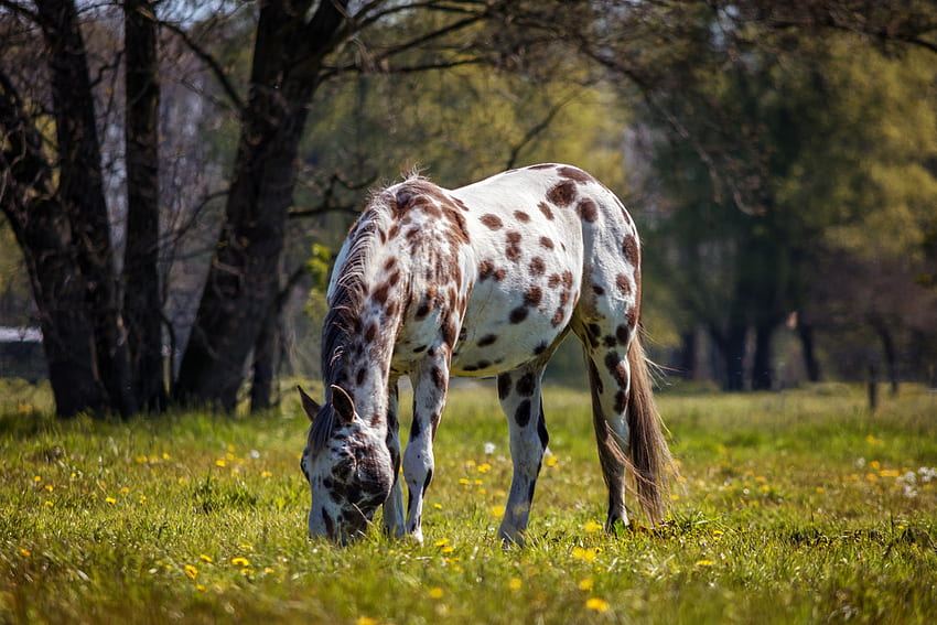 Kuda, bintik-bintik, merumput, binatang Wallpaper HD