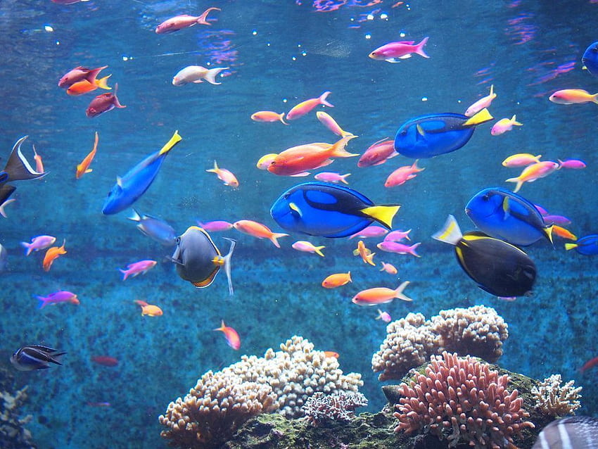 Beautiful Fish . One HD wallpaper | Pxfuel