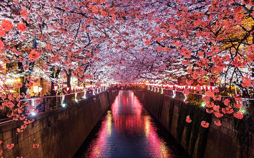 Cerisiers en fleurs couvrant le canal de la rivière Macbook Fond d'écran HD