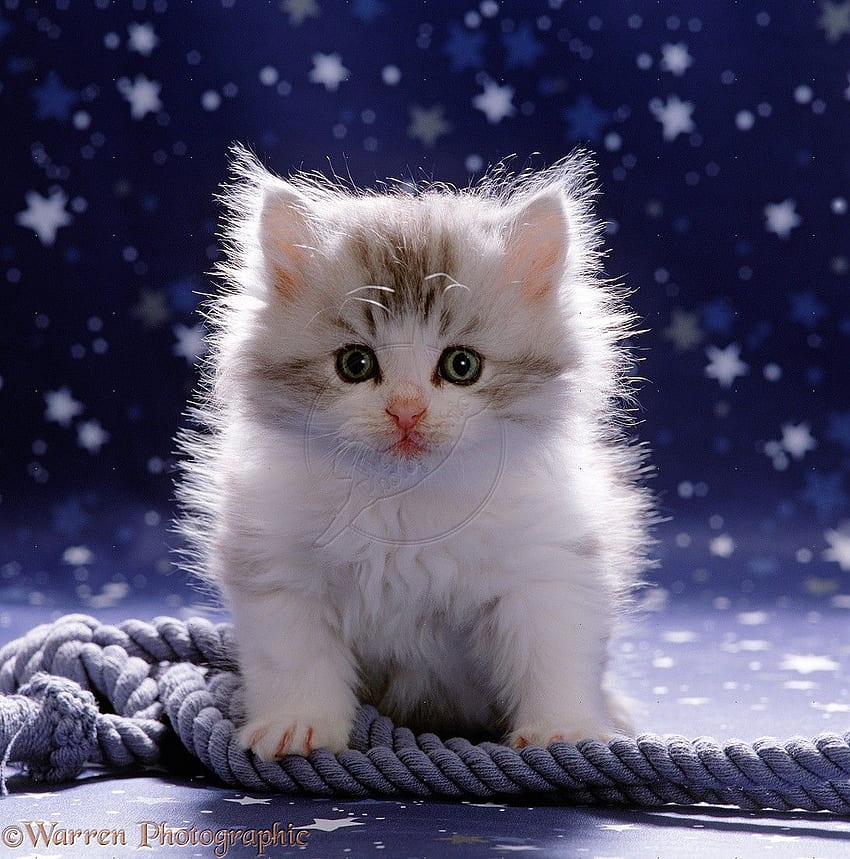 Kabarık Sevimli Yavru Kedi - Inn. yavru kedi , kedi yavrusu şirin kedi yavrusu , kedi yavrusu HD telefon duvar kağıdı