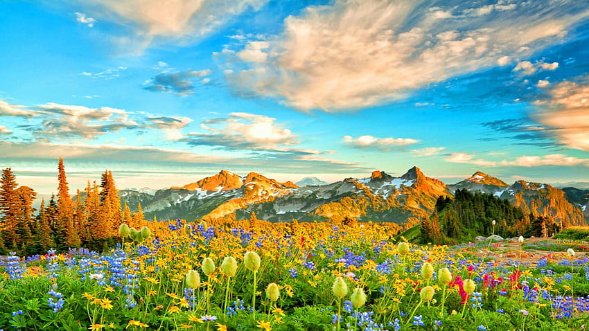 Kwiaty na wiosnę, kwiaty, chmury, kraj, niebo, góry Tapeta HD