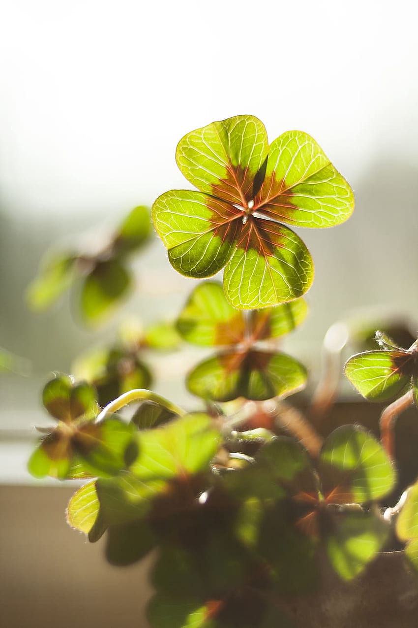 : luck, klee, four leaf clover, plant, vierblättrig, Lucky Clover HD phone wallpaper