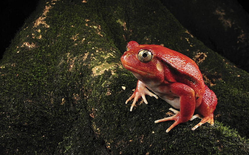 Gribbit ...., green, red, eyes, frog, mouth, tree HD wallpaper