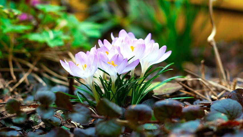 Early Spring, Early Spring Flowers HD wallpaper