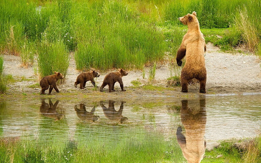 สัตว์, หนุ่มสาว, หมี, เดินเล่น, ครอบครัว, ลูก วอลล์เปเปอร์ HD