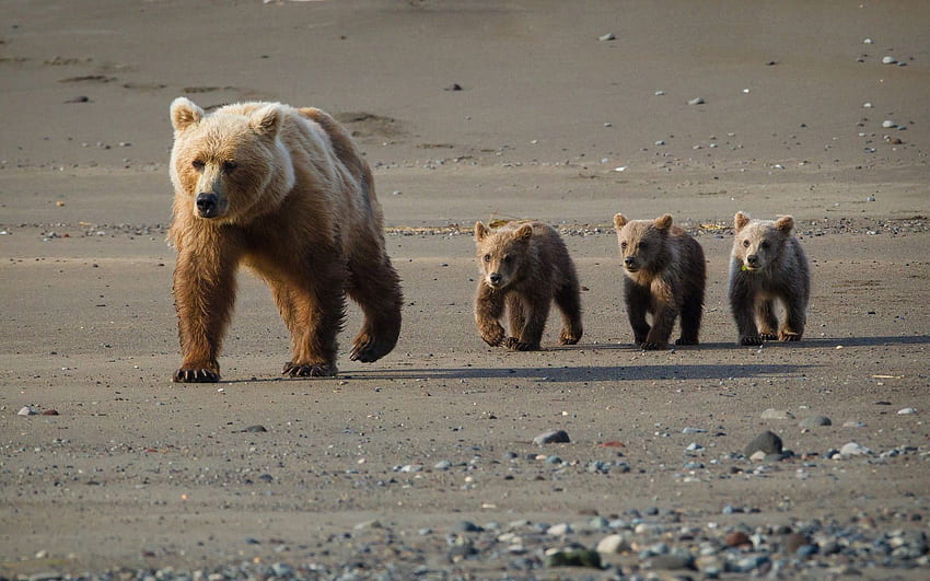 動物, 若い, クマ, 散歩, ジョーイ, ウォーキング 高画質の壁紙
