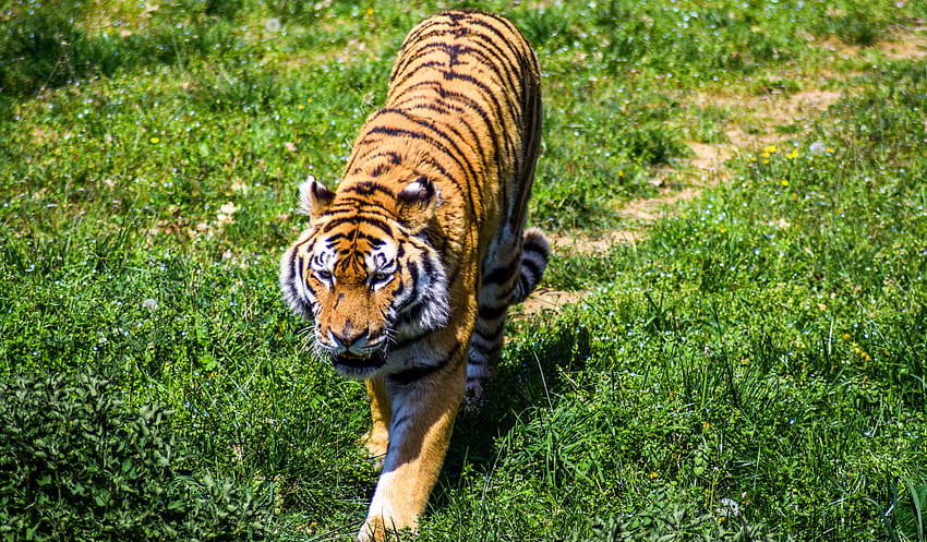 Animales, hierba, depredador, gato grande, tigre fondo de pantalla