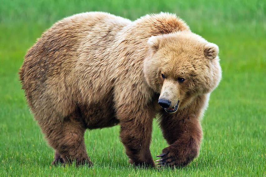 สัตว์ หญ้า หมี เดินเล่น ตัวหนา ตัวอ้วน วอลล์เปเปอร์ HD