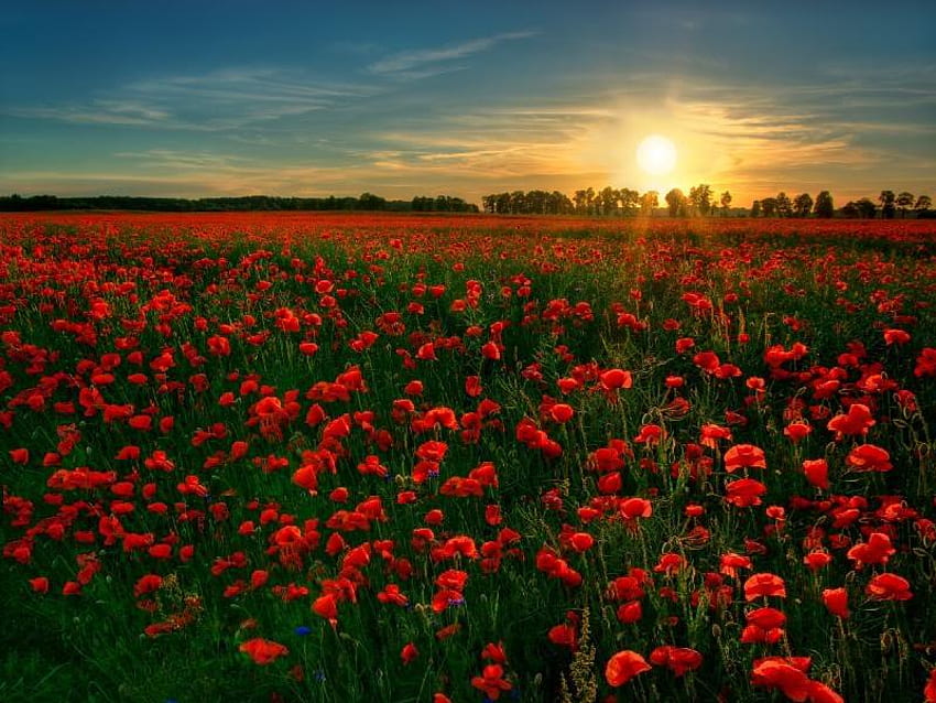 Poppy Field, sun, poppy, field, flower HD wallpaper