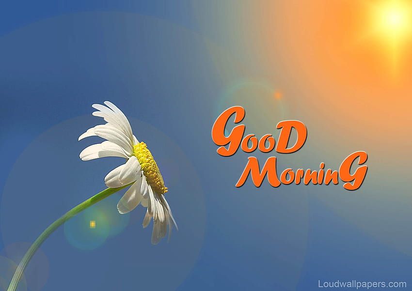 Durante el amanecer Good Morning Flower In High - Beautiful Good Morning, Morning Flowers fondo de pantalla