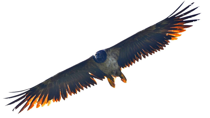 Bearded vulture: Birdwatcher, 15. .uk HD wallpaper