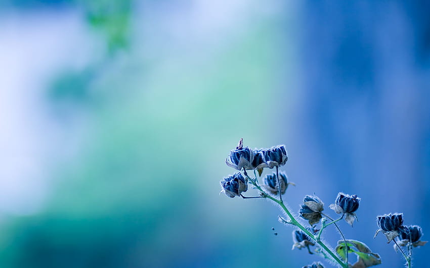 Flowers Blur Background -, Blurry Spring HD wallpaper
