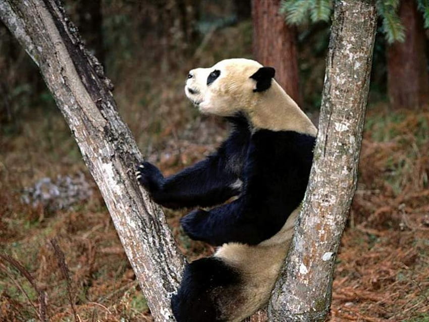 Panda Bear, bears, animals, panda HD wallpaper