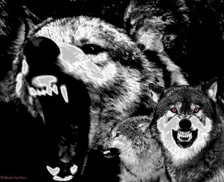 Snarling Wolves Oleh Naravo - Wallpaper HD