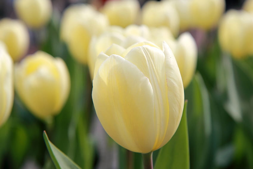 Ensolarado e macio, ternura, ensolarado, tulipas brancas, suave, tulipas, beleza, concurso, folhas, campo, flor papel de parede HD