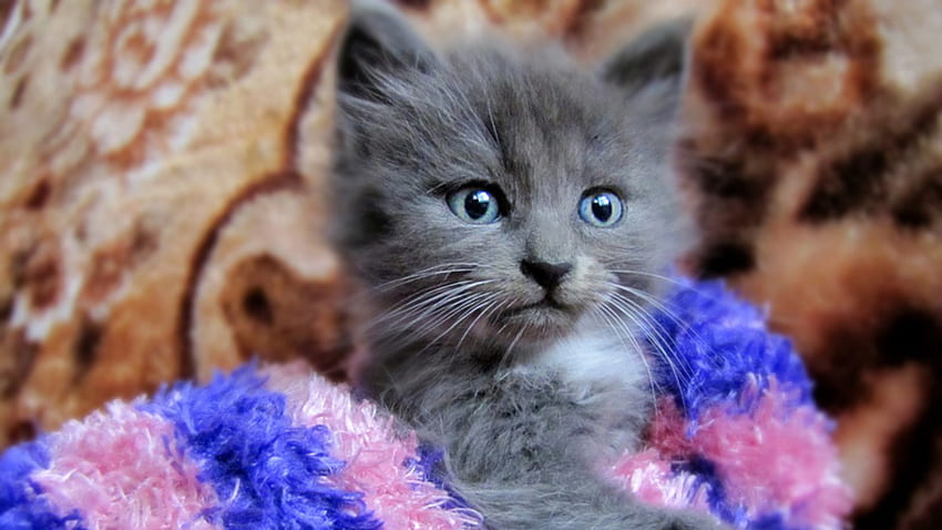 Cute grey cat, animal, kitten, cute, cat HD wallpaper