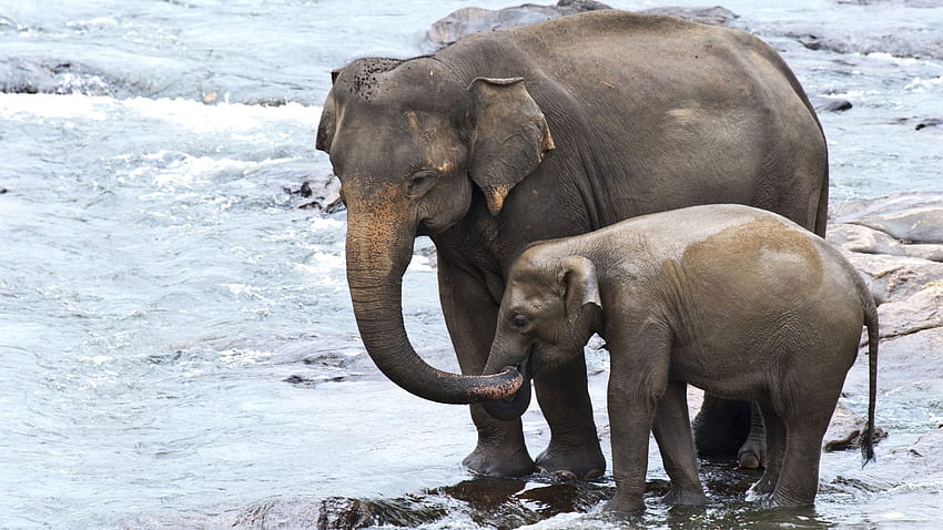 Семейно приключенско сафари в Шри Ланка - Сафари в естествения свят, слон в Шри Ланка HD тапет