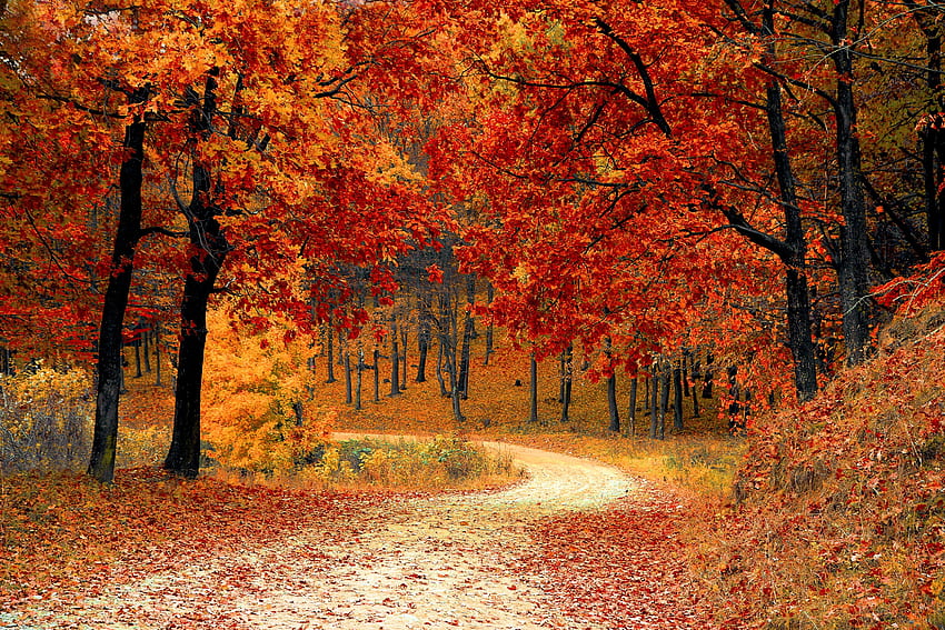 Natura, jesień, las, park, ścieżka, liście, kolorowe, kolorowe Tapeta HD