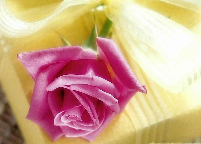 Честит рожден ден White_Dove, роза, розово, жълто, цвете, зелено, подарък HD тапет