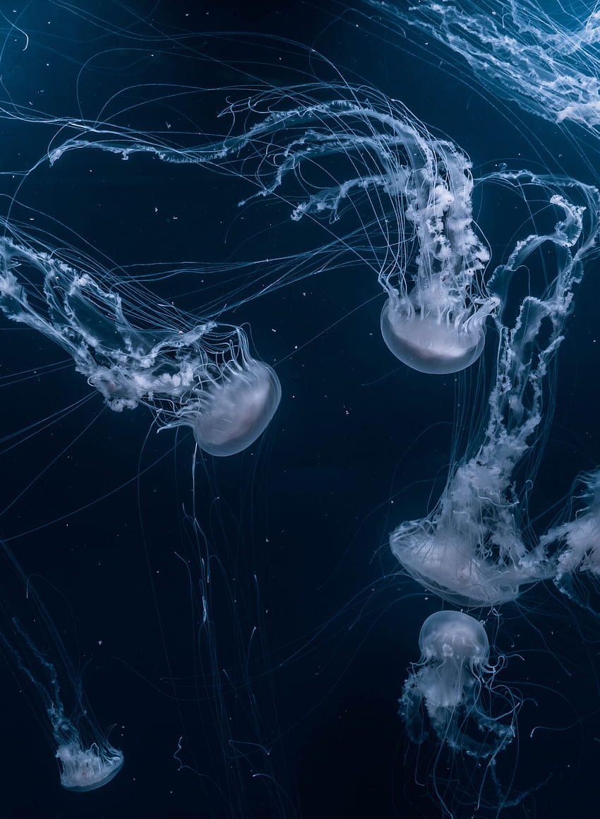Animales, Medusas, Océano, Mundo submarino, Nadar, Nadar fondo de pantalla del teléfono