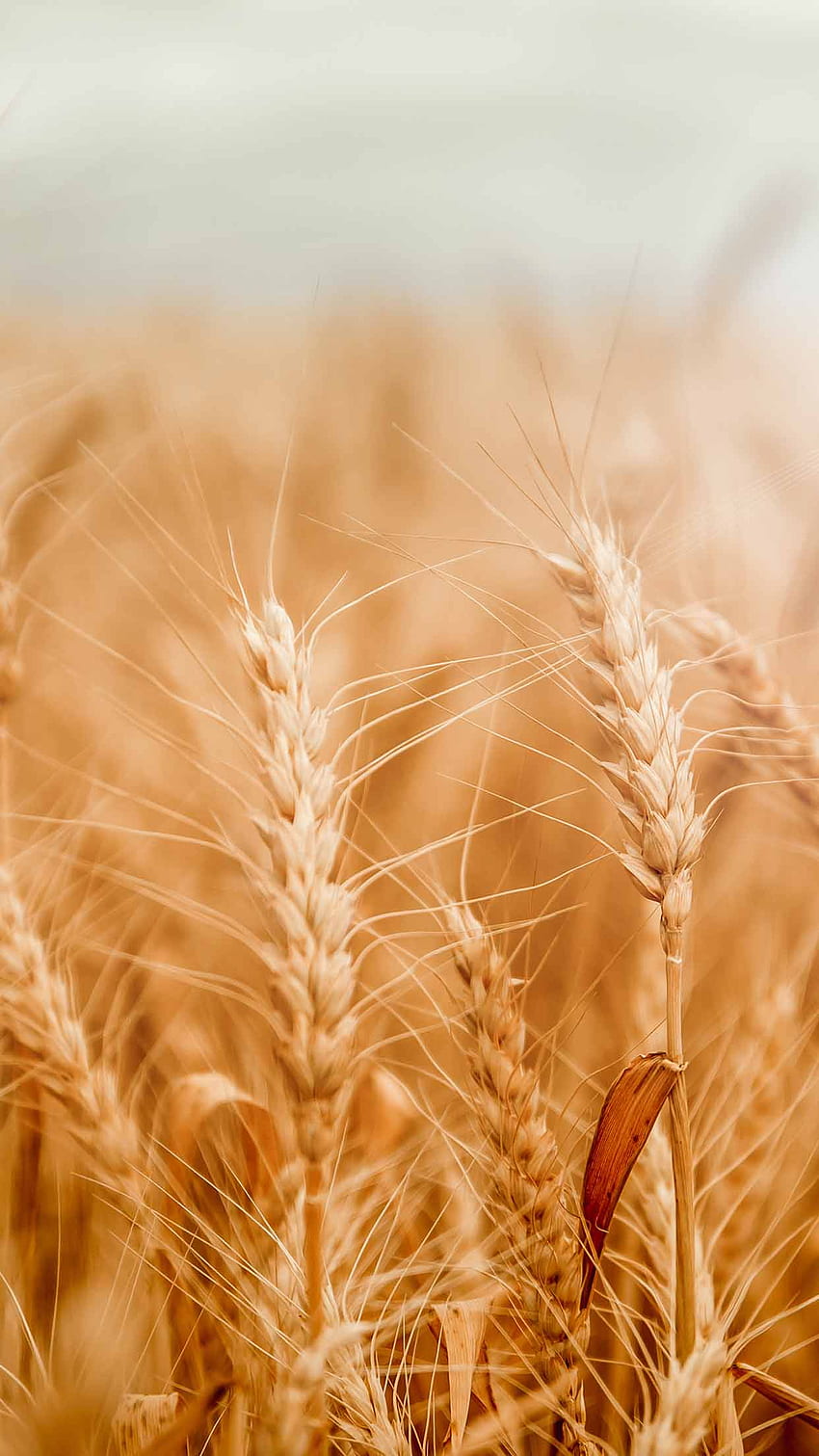 Fields Of Wheat HD phone wallpaper