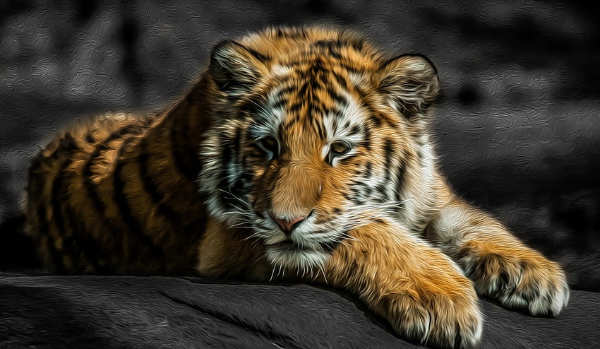 สัตว์ หนุ่มสาว คิตตี้ ลูกแมว นอนลง โกหก นักล่า เสือ โจอี้ เสือโคร่ง วอลล์เปเปอร์ HD